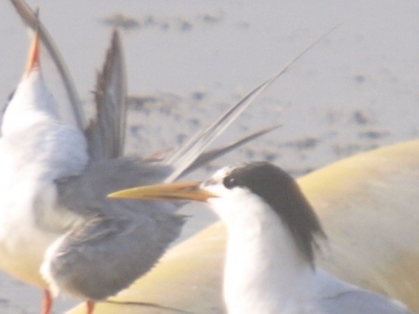 Sandwich x Elegant Tern (hybrid) - Roger Schoedl