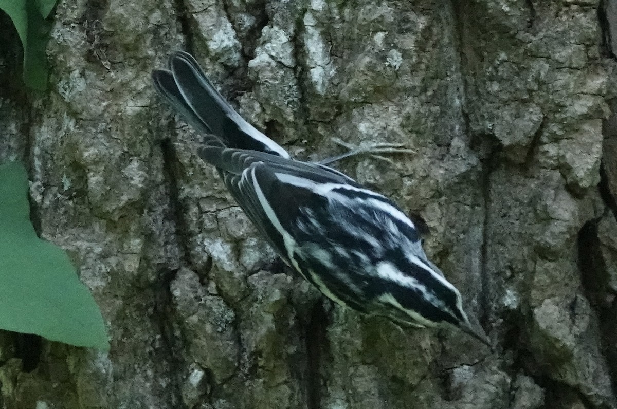 Black-and-white Warbler - ML641125125
