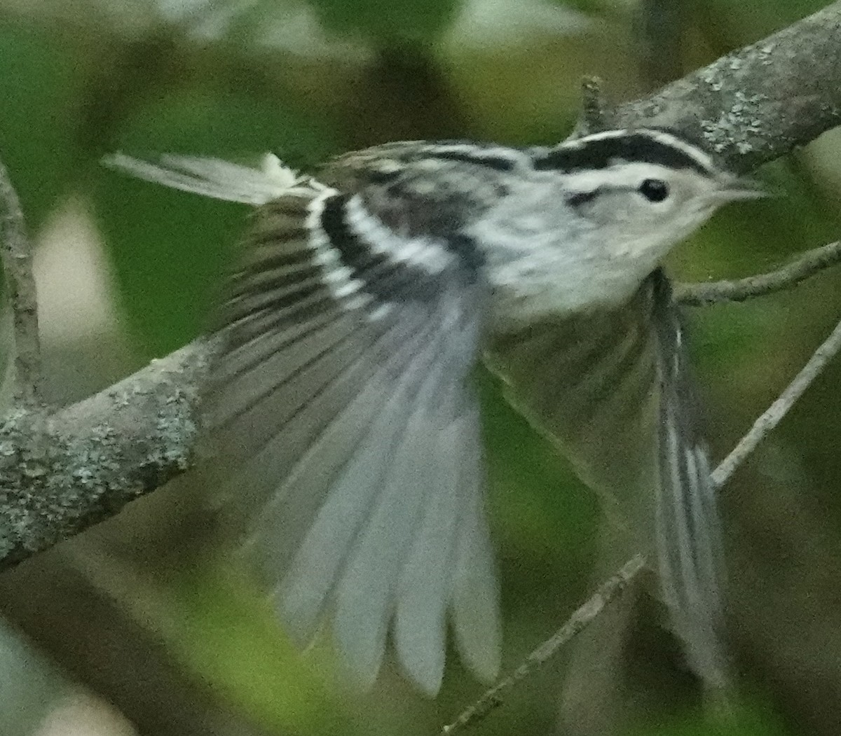 Black-and-white Warbler - ML641125126