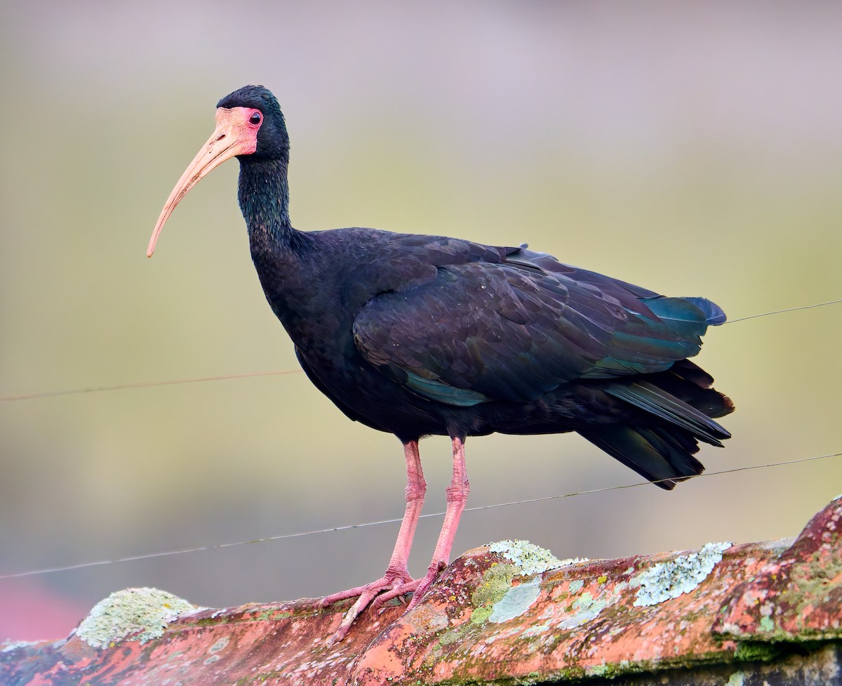 Bare-faced Ibis - ML641125140
