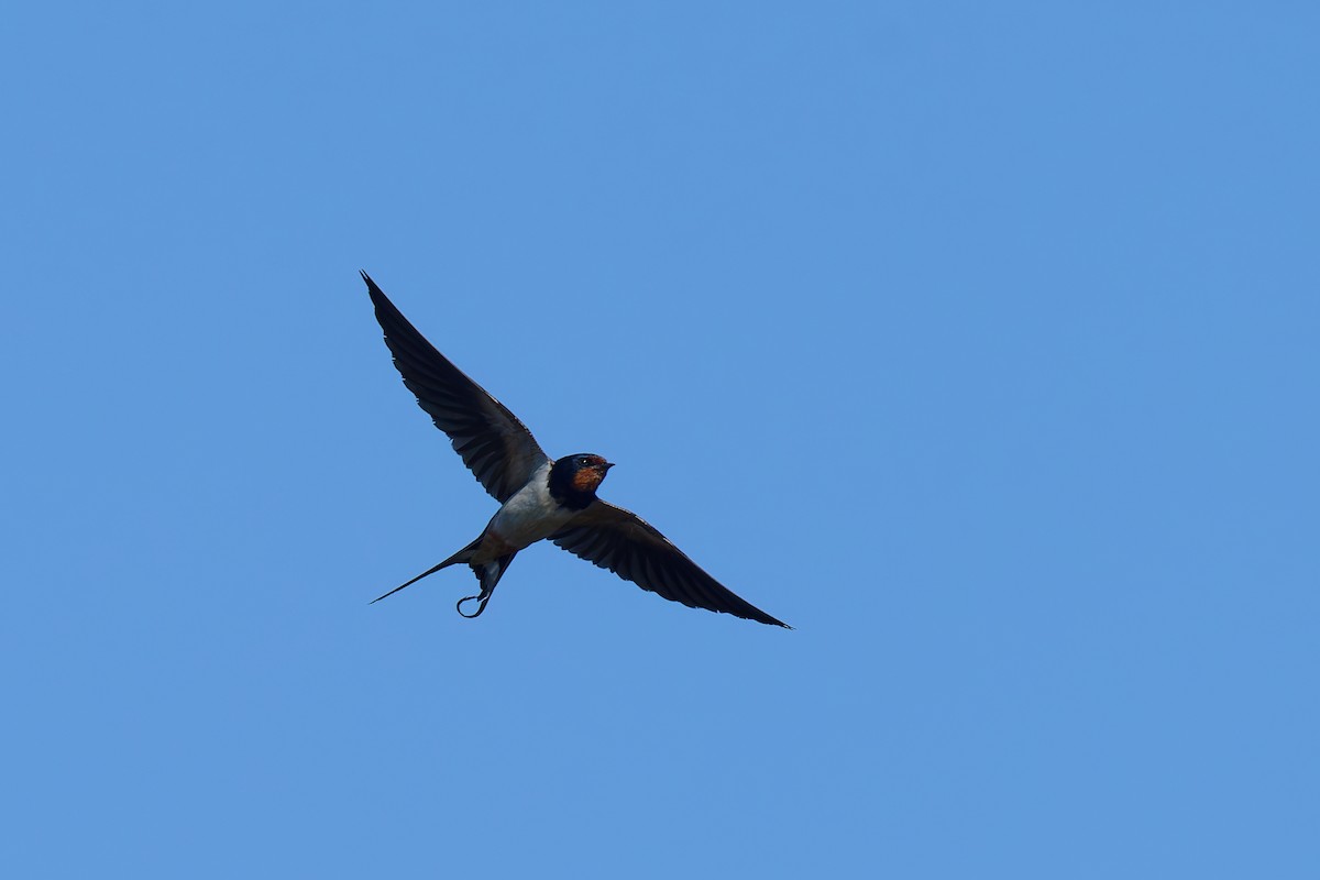 Hirondelle rustique - ML641125144