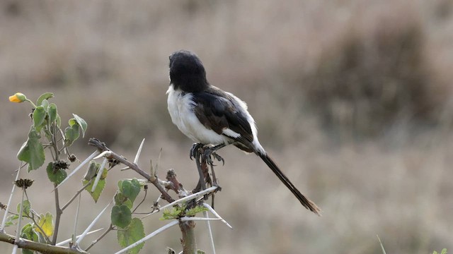 Long-tailed Fiscal - ML641125176