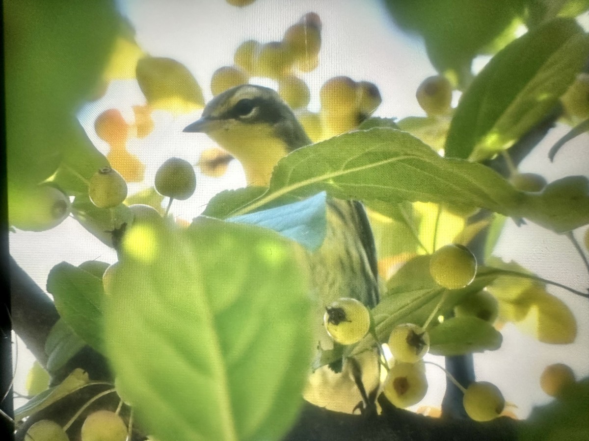 Blackburnian Warbler - ML641125179