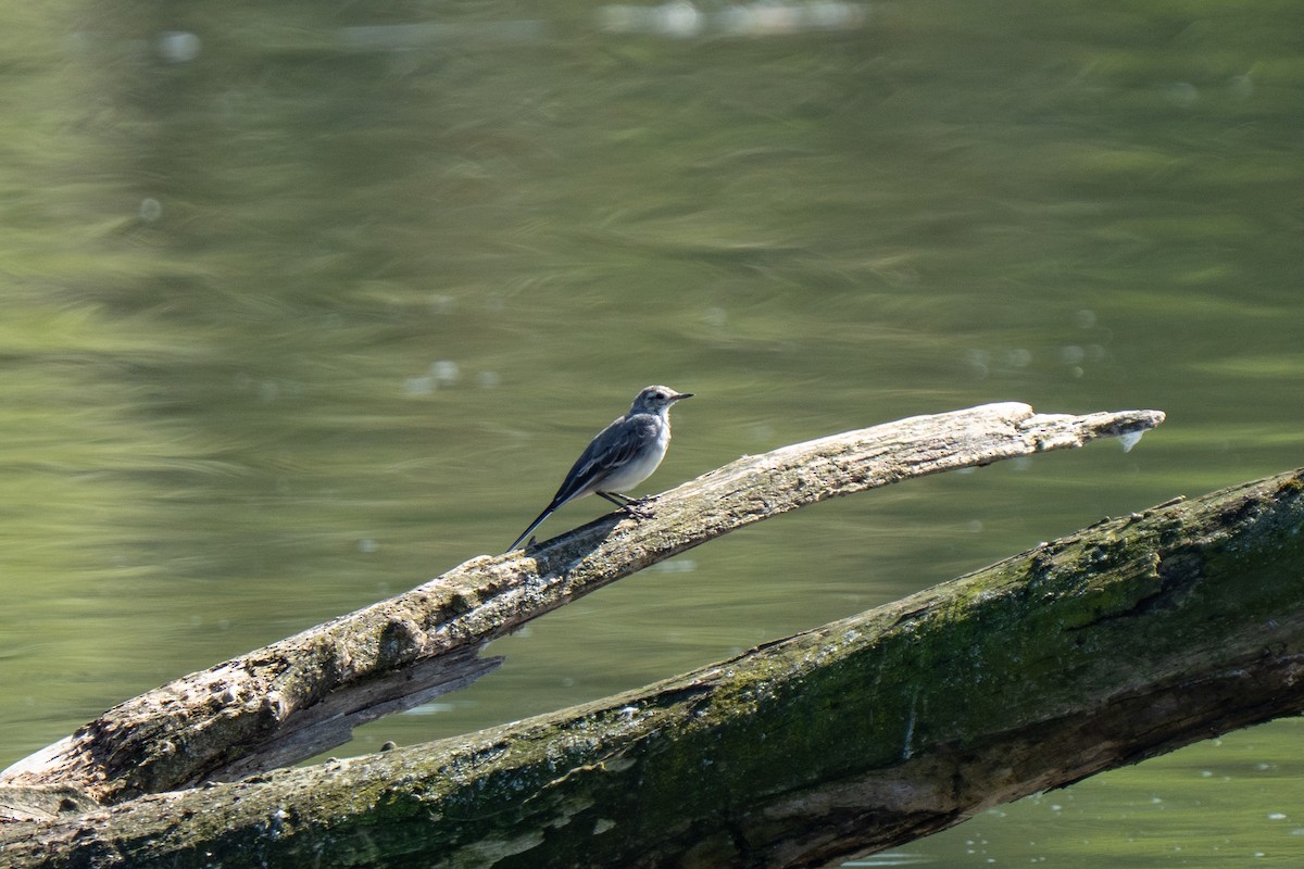 konipas bílý (ssp. alba/dukhunensis) - ML641125180