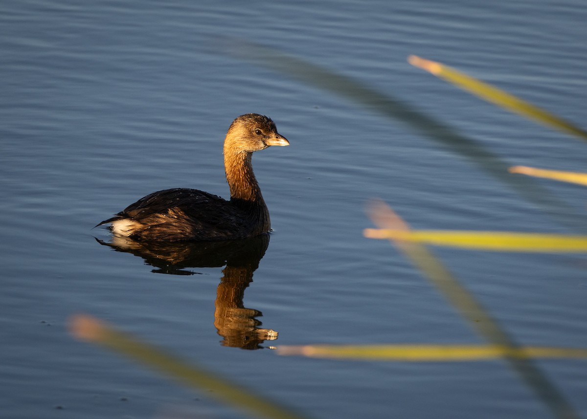 Pied-billed Grebe - ML641125181