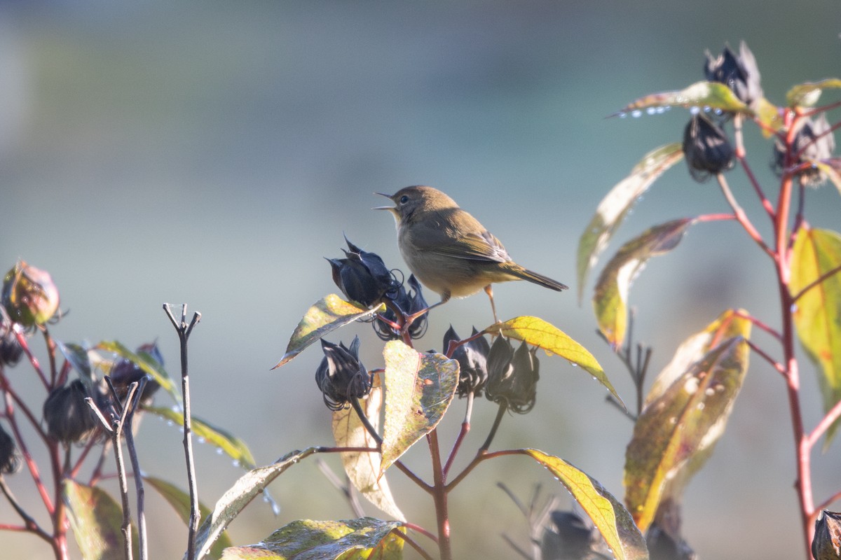 Common Yellowthroat - ML641125232