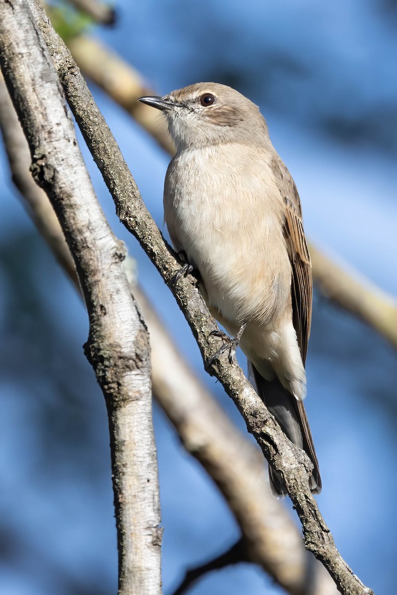 Pale Flycatcher - ML641125239