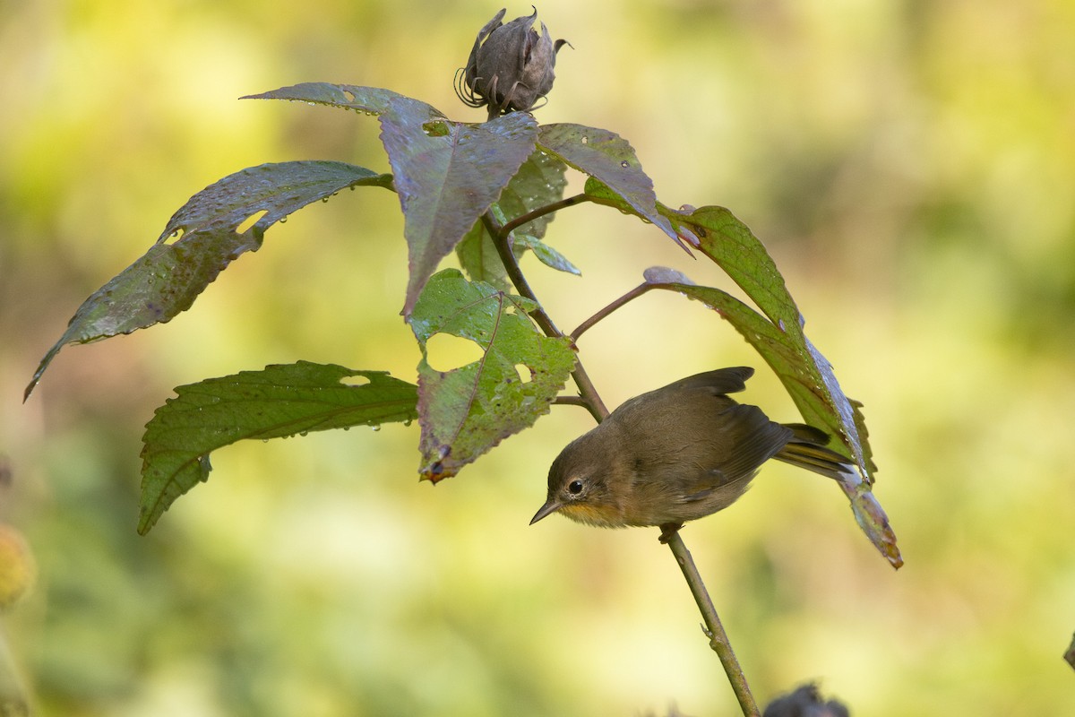 Common Yellowthroat - ML641125243