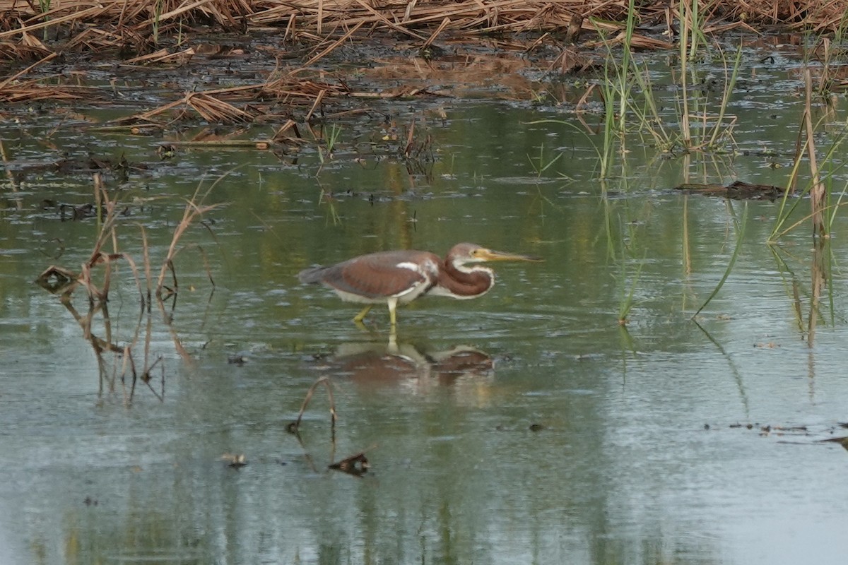 Tricolored Heron - ML641125245
