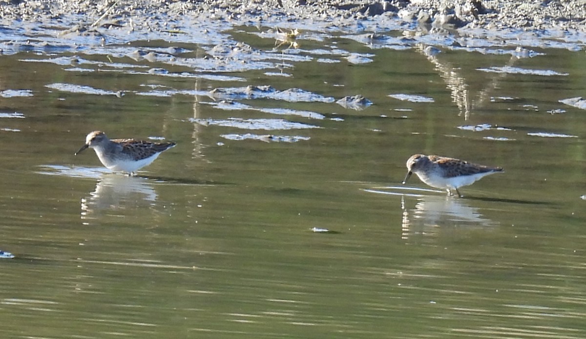 Least Sandpiper - ML641125266