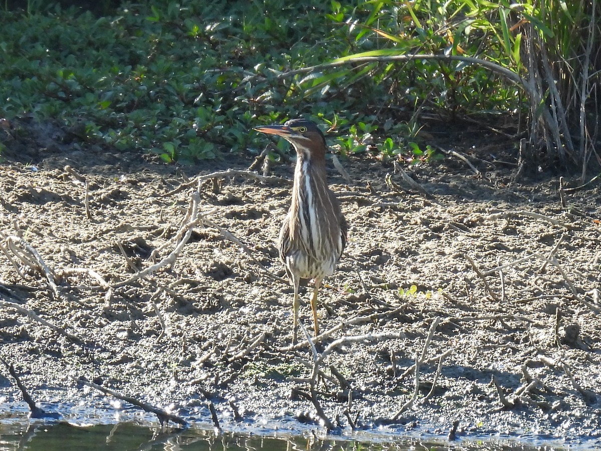 Green Heron - ML641125280