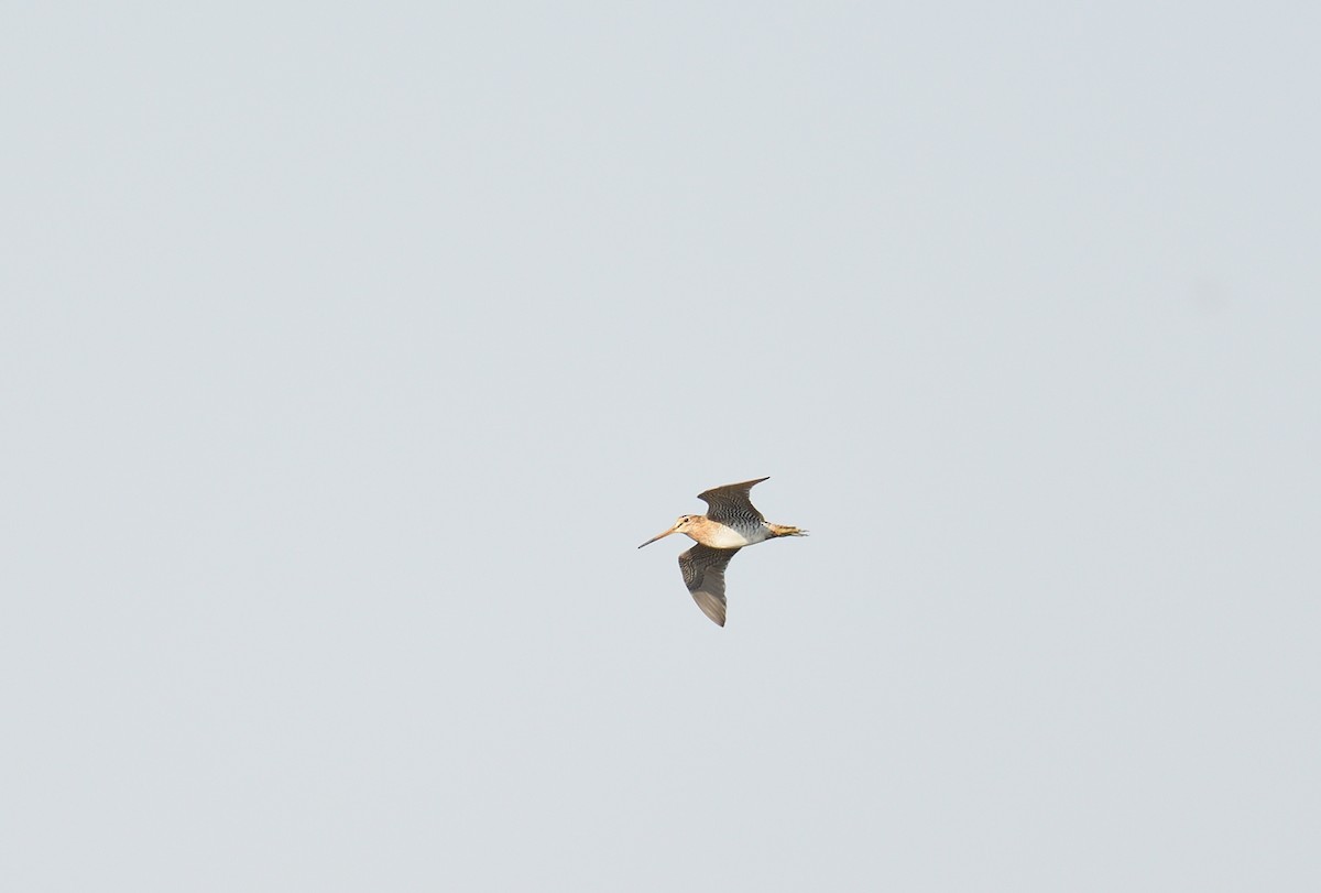 Pin-tailed Snipe - ML641125287