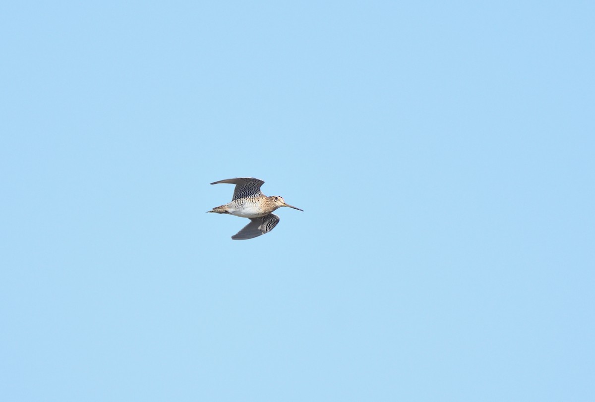 Pin-tailed Snipe - ML641125288