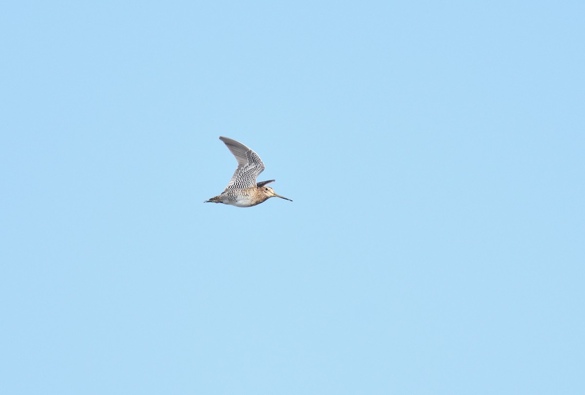 Pin-tailed Snipe - ML641125289