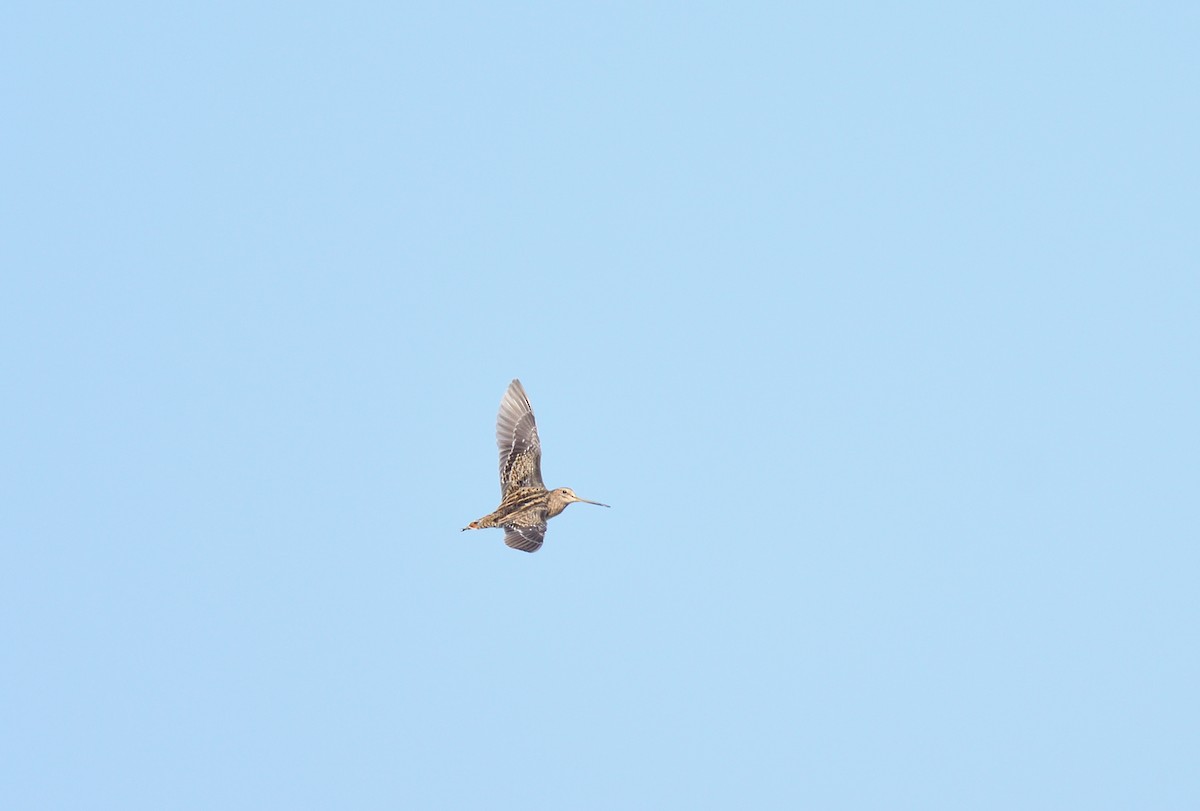 Pin-tailed Snipe - ML641125290