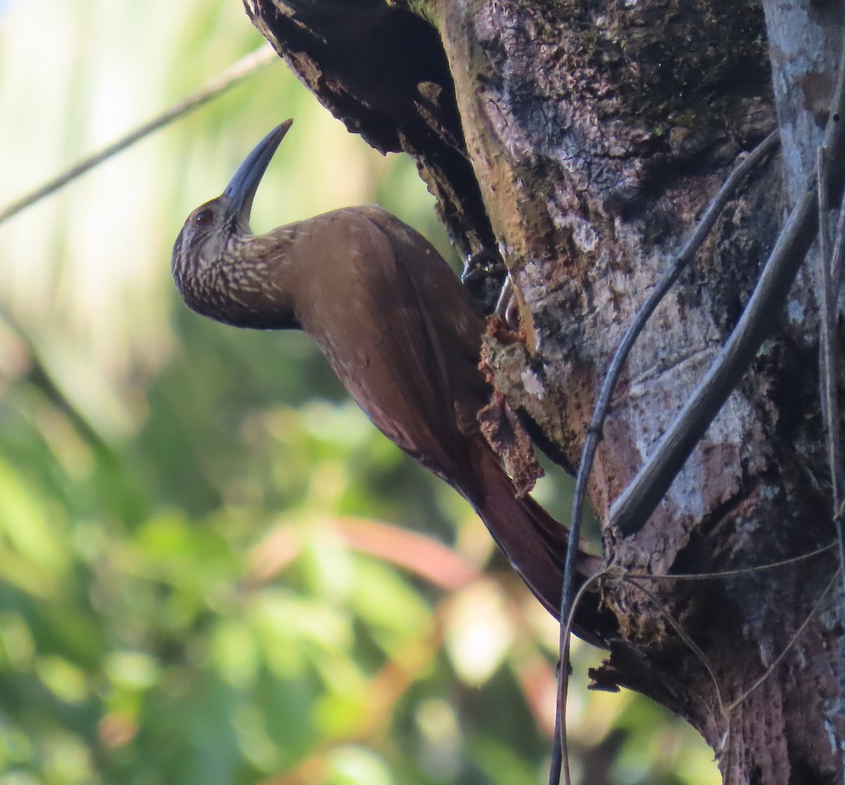 White-throated Woodcreeper - ML641125292