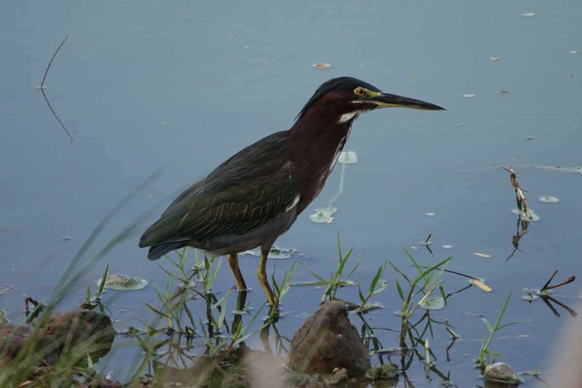 Green Heron - ML641125296