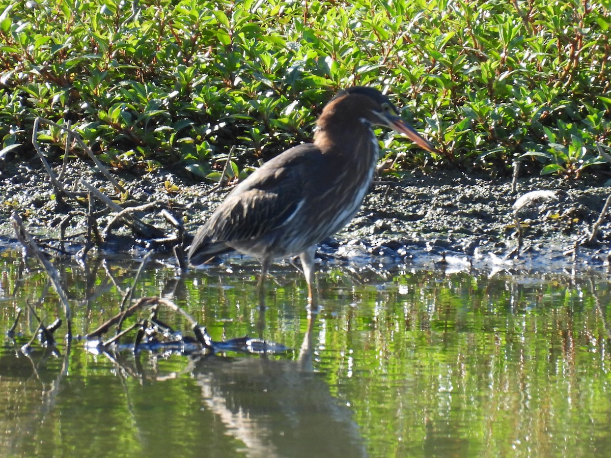 Green Heron - ML641125300