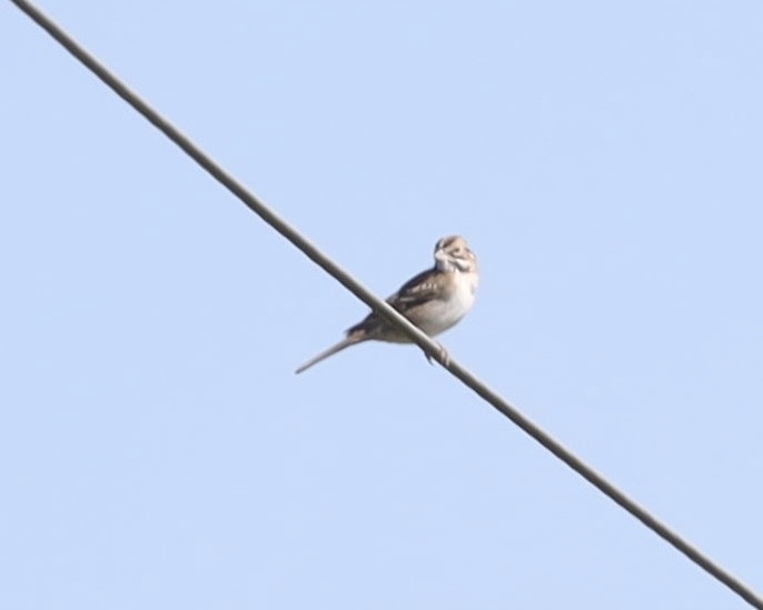 Lark Sparrow - ML641125317