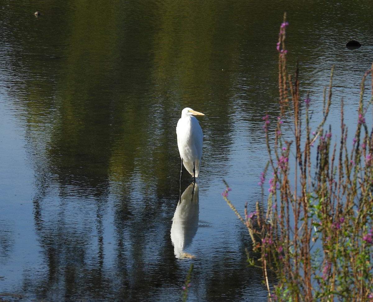 Great Egret - ML641125330