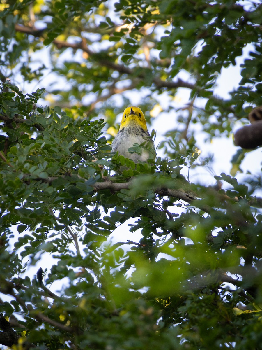 Hermit Warbler - ML641125334