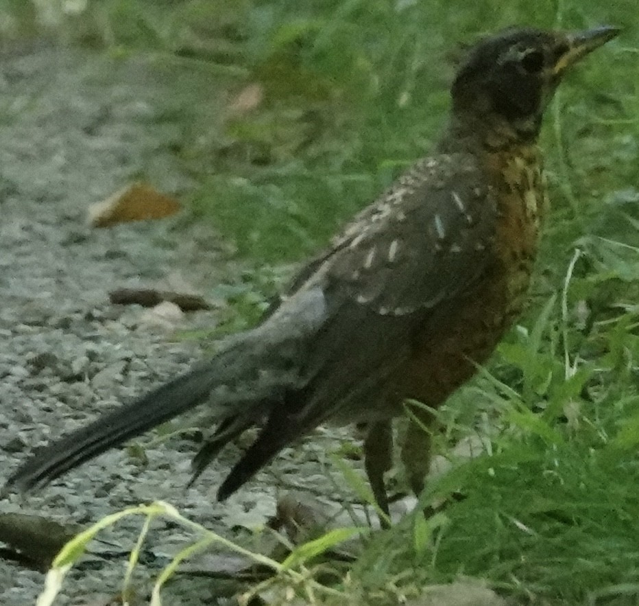 American Robin - ML641125337