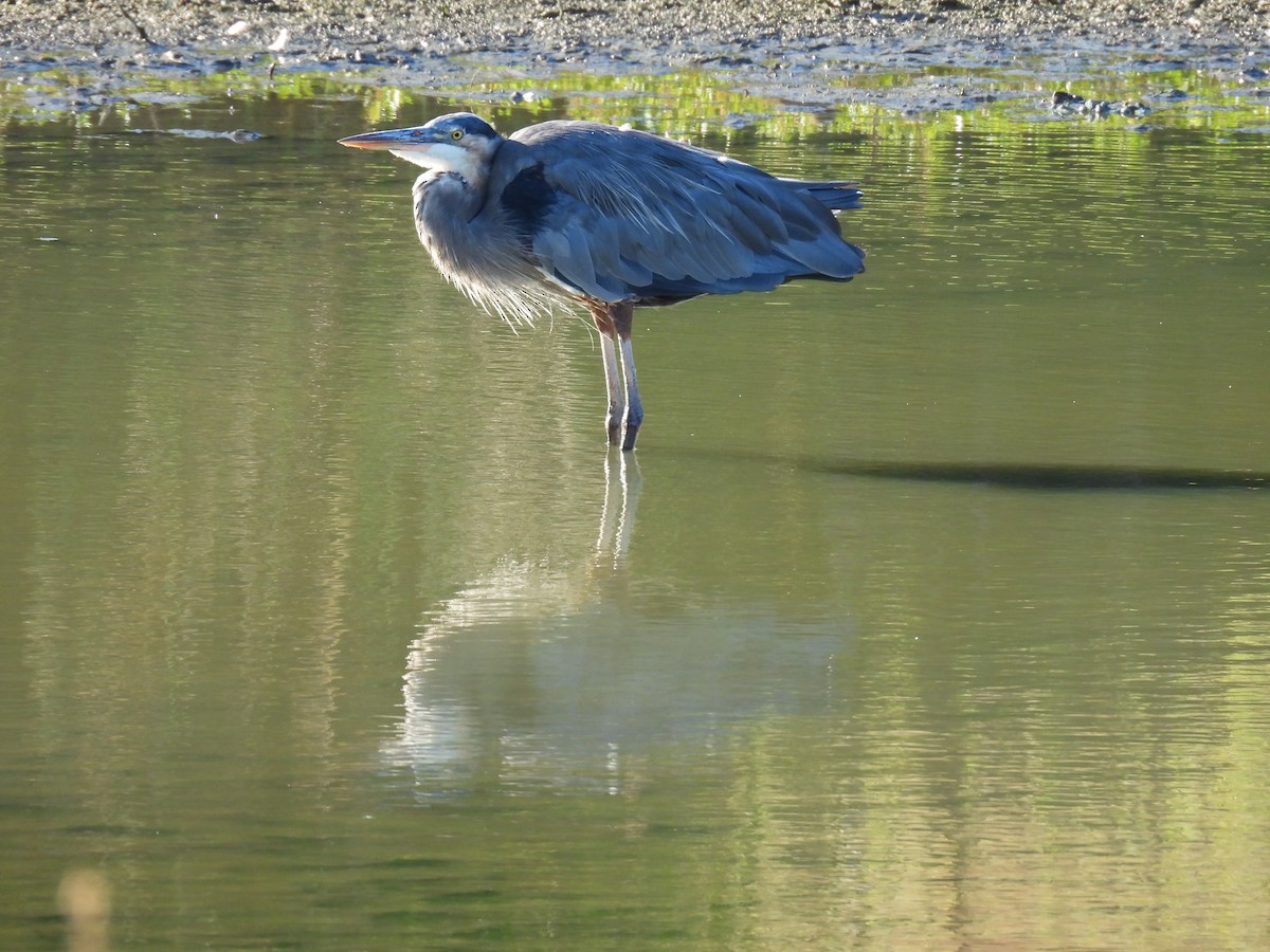 Great Blue Heron - ML641125345