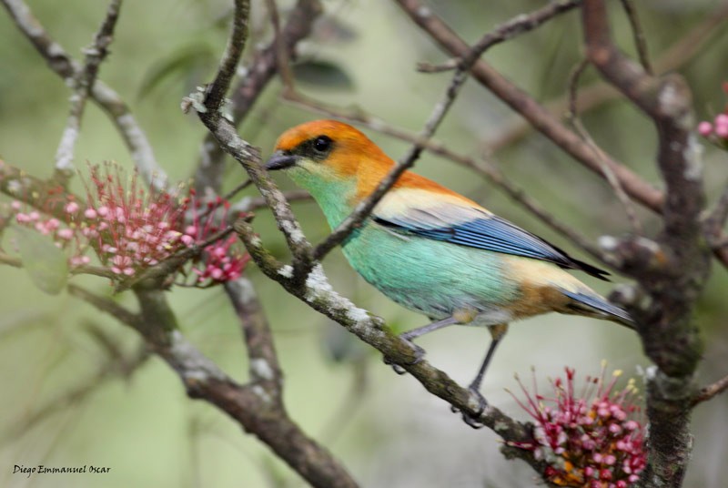 Chestnut-backed Tanager - ML641125356