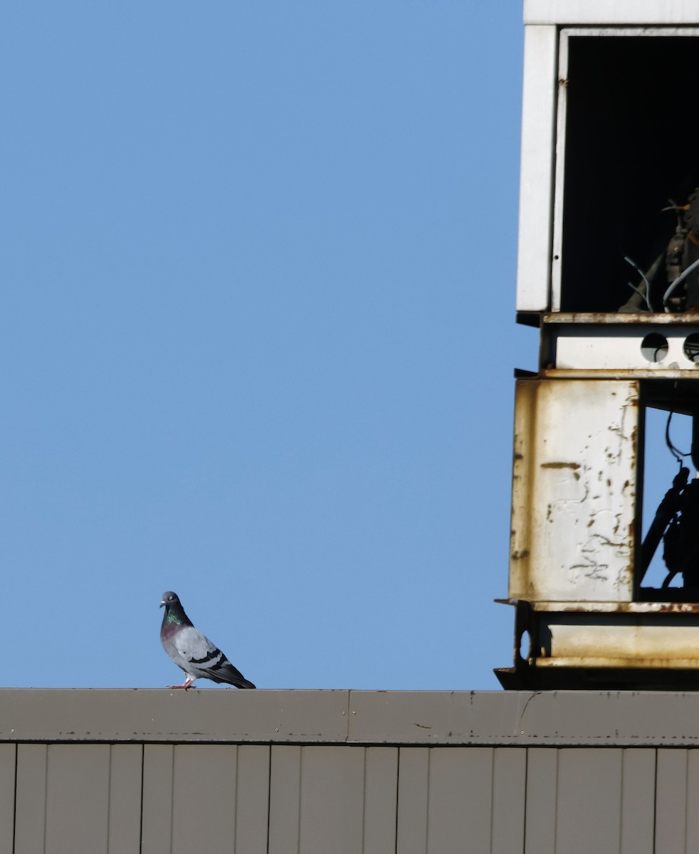 Rock Pigeon (Feral Pigeon) - ML641125360