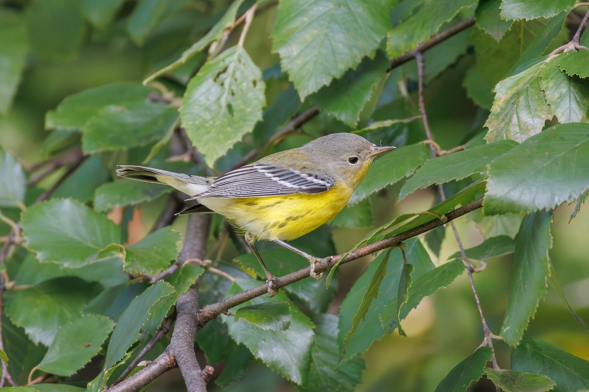 Magnolia Warbler - ML641125370