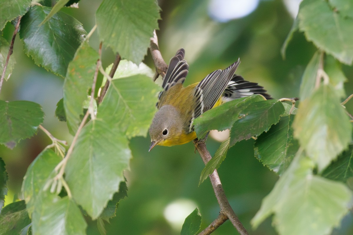 Magnolia Warbler - ML641125371