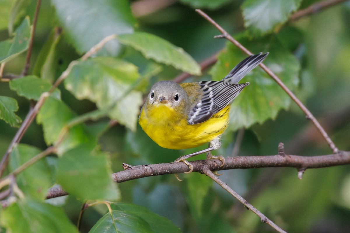Magnolia Warbler - ML641125372