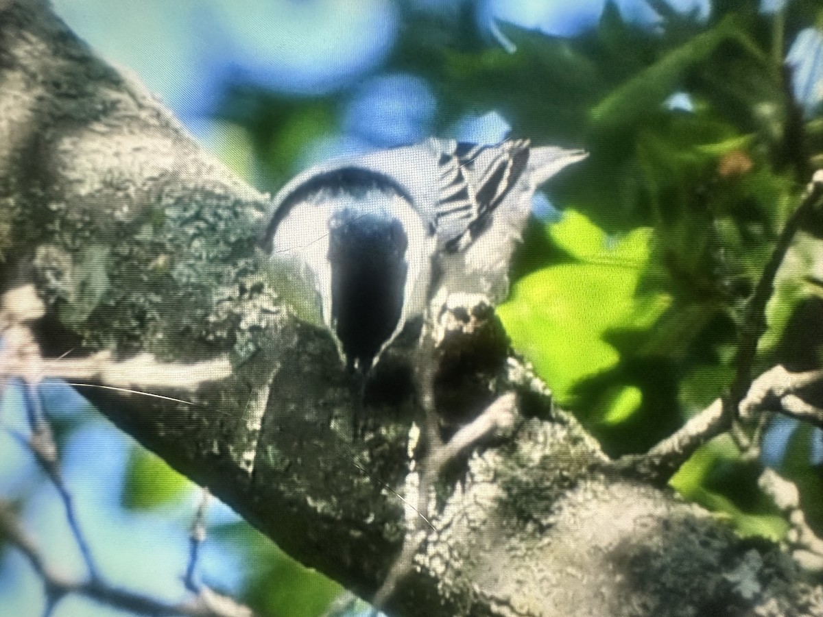 White-breasted Nuthatch - ML641125382