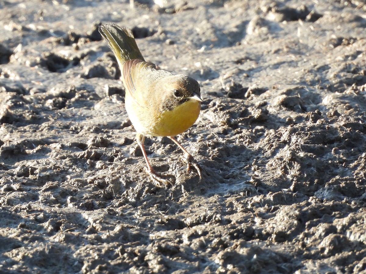 Common Yellowthroat - ML641125395