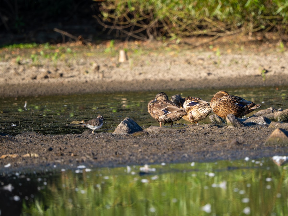 Mallard - ML641125397