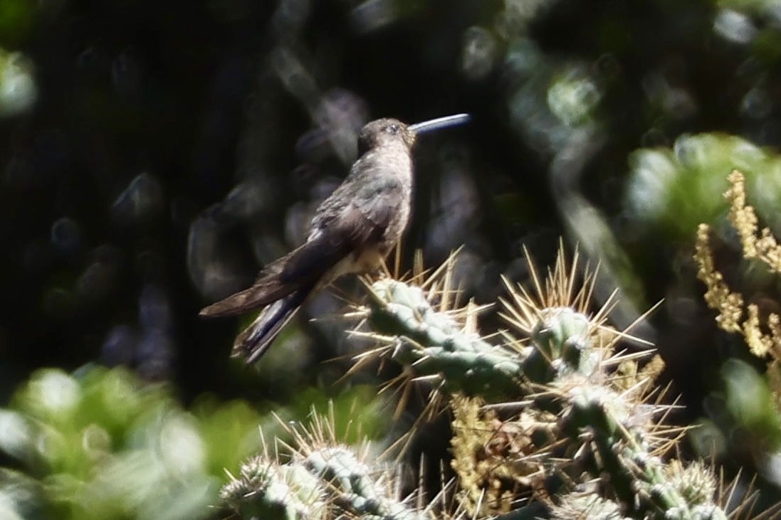 kjempekolibri - ML641125398