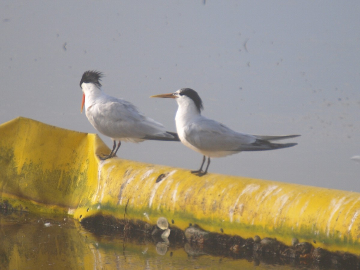 Sandwich x Elegant Tern (hybrid) - ML64112541