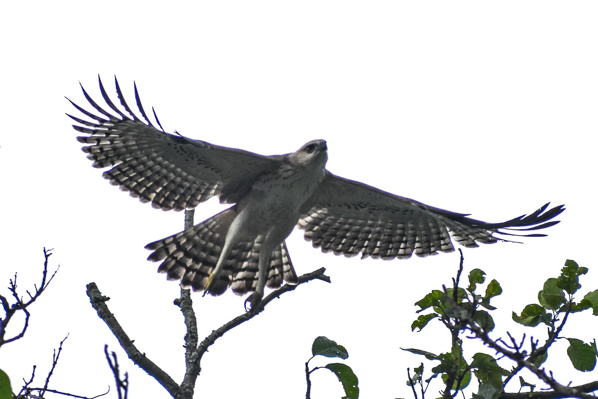 Changeable Hawk-Eagle - ML641125426