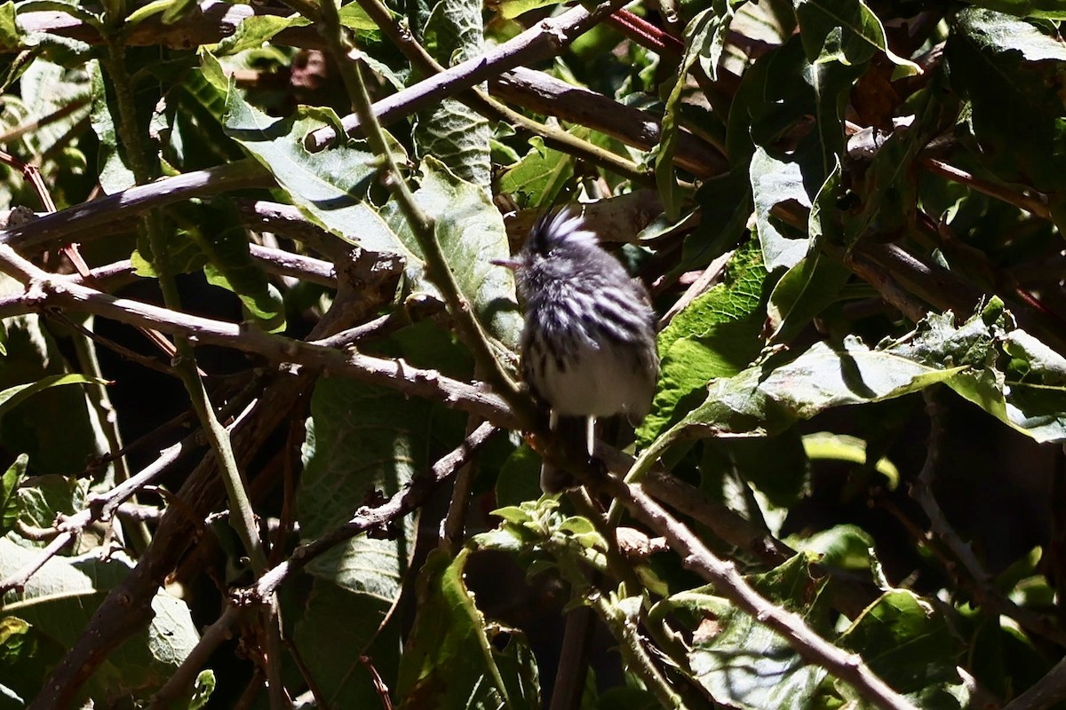 Alaca Tepeli Tiranulet - ML641125429