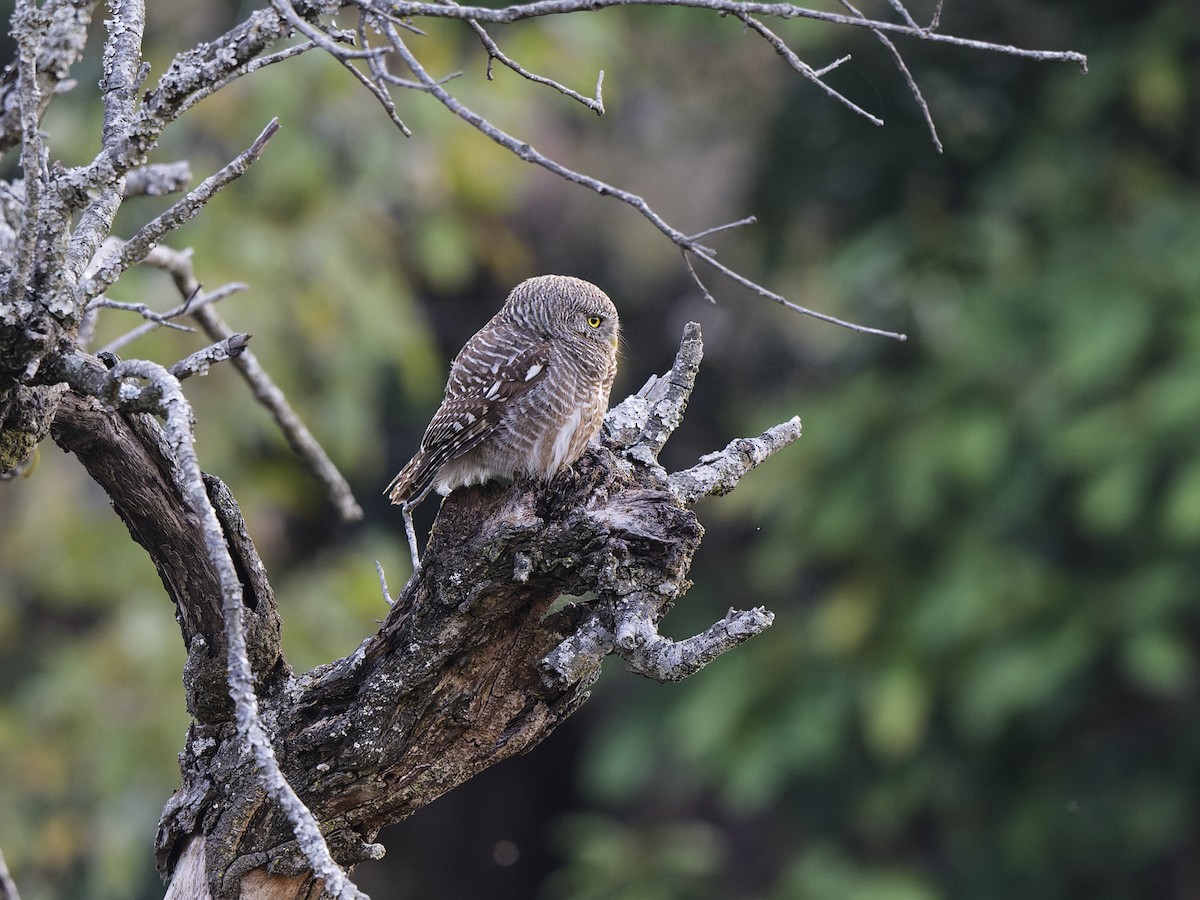 Asian Barred Owlet - ML641125450