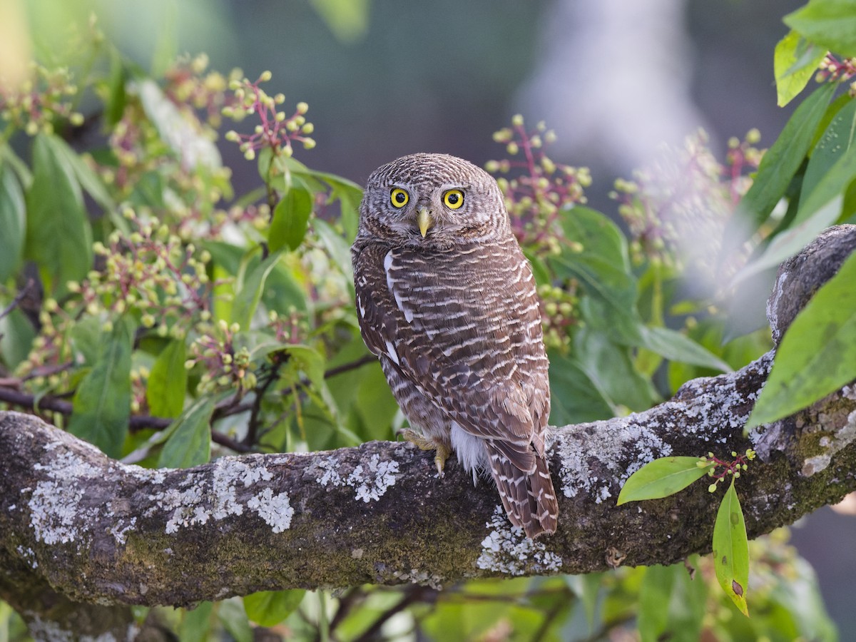 Asian Barred Owlet - ML641125451