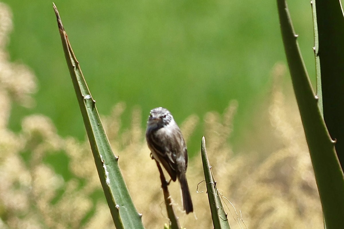 Yellow-billed Tit-Tyrant - ML641125459