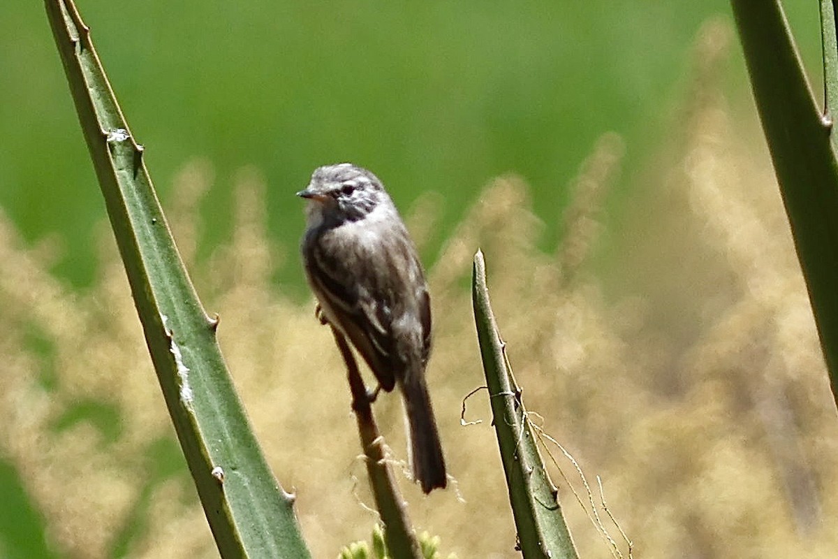 Yellow-billed Tit-Tyrant - ML641125460