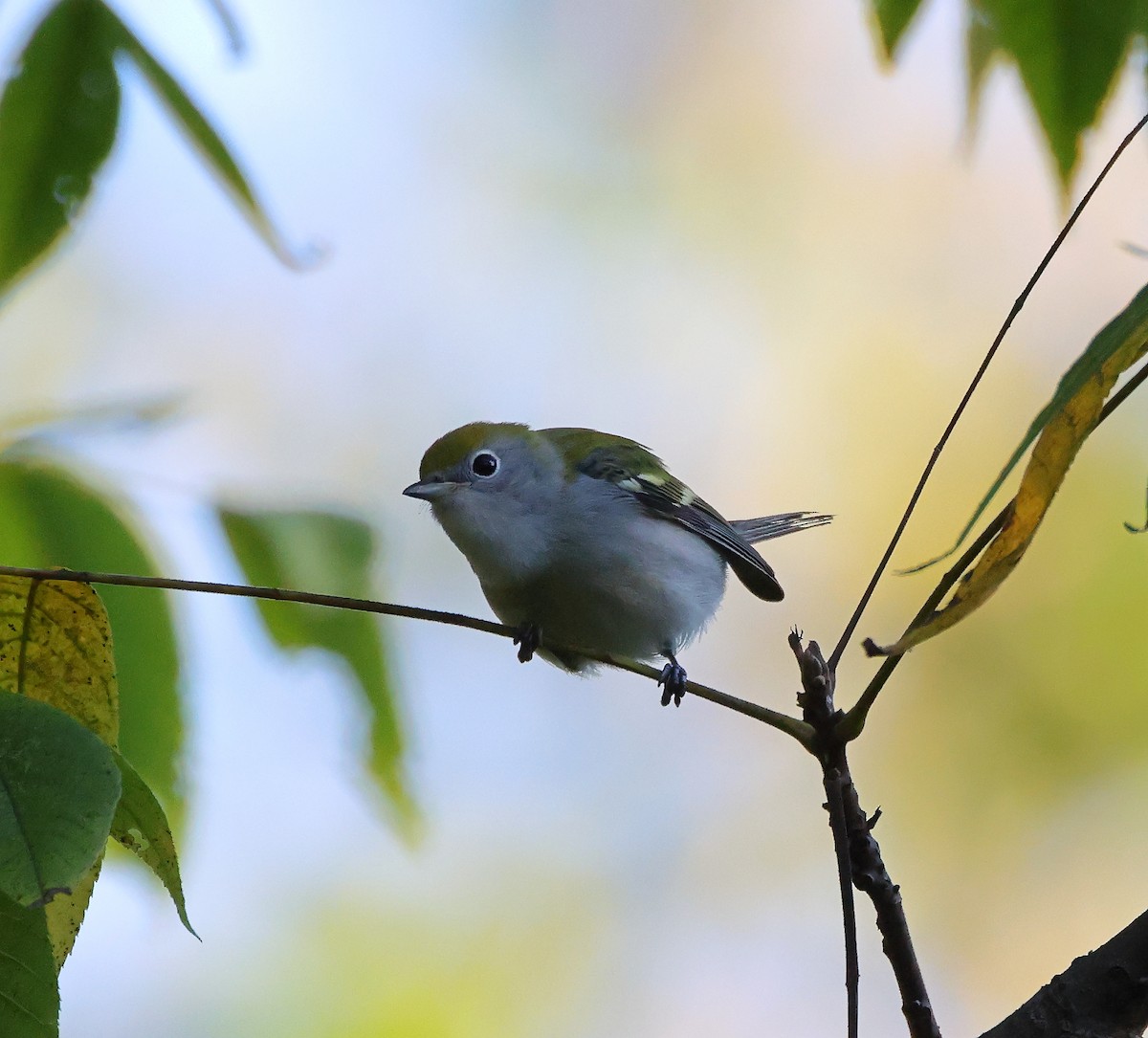 Chestnut-sided Warbler - ML641125476