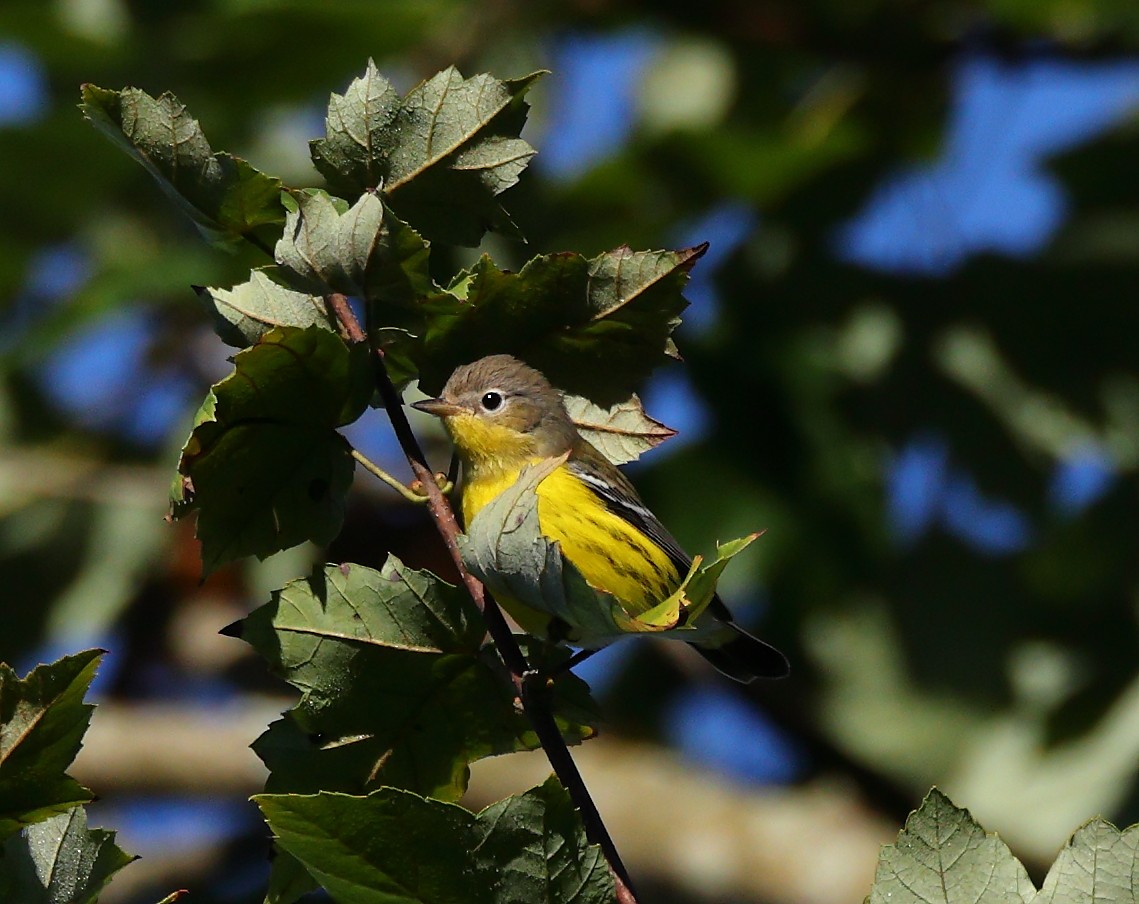 Magnolia Warbler - ML641125481