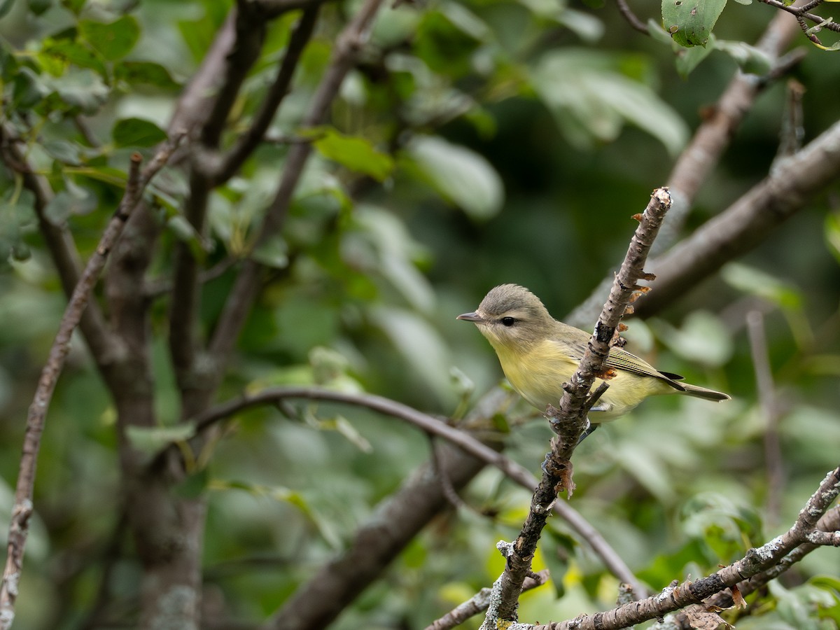 Philadelphia Vireo - ML641125485