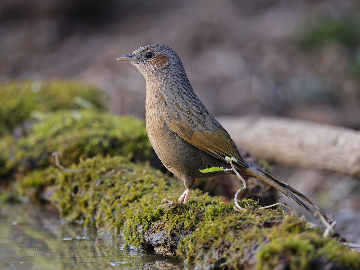 Streaked Laughingthrush - ML641125493