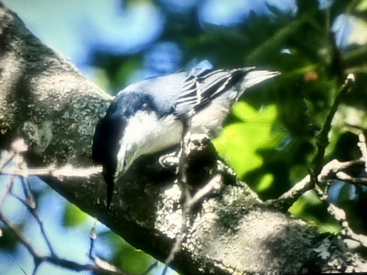 White-breasted Nuthatch - ML641125500