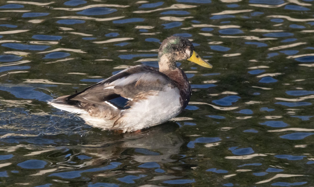 Mallard - ML641125543