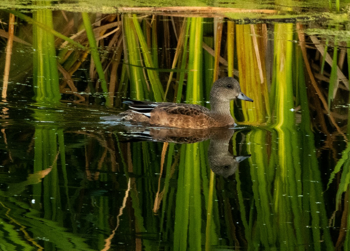 American Wigeon - ML641125559